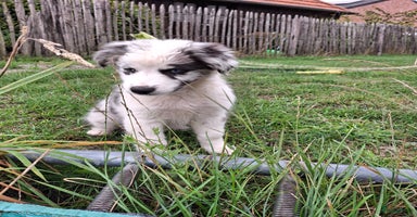 Australian Shepherd honden - Advertentie 7