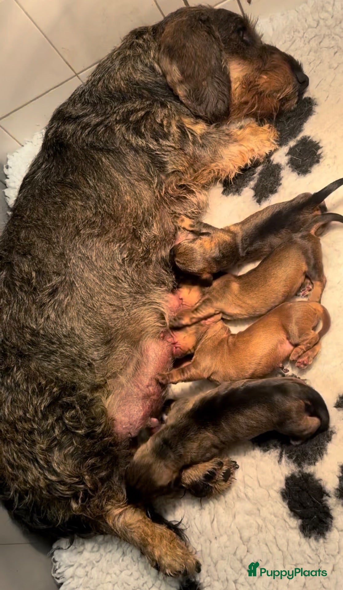 Ruwhaar Teckel honden Prachtige standaard ruwhaar pups - Advertentie 2