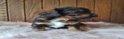 Kruising honden te koop: Mooie driekleuringe boompoo pups!🐾 - Advertentie 8