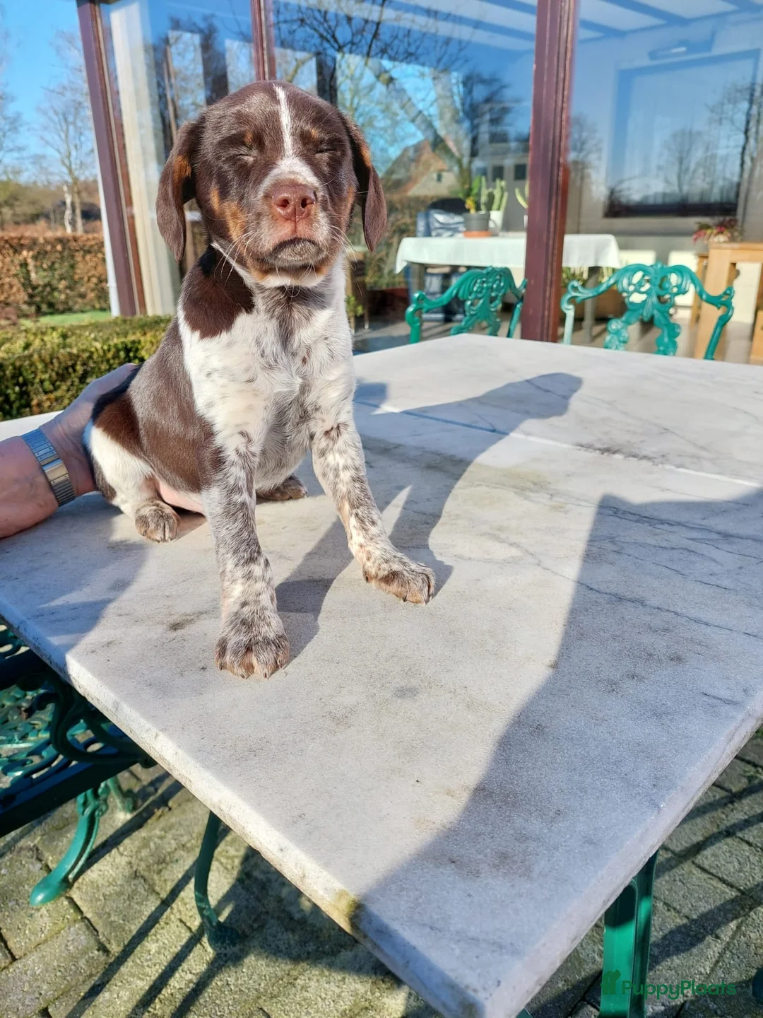 Kruising honden te koop: boerenfox x heidewachtel pup - Advertentie 3