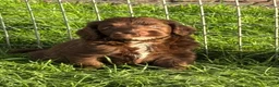 Labradoodle honden te koop: Multigen medium chocolade labradoodle pups - Advertentie 8