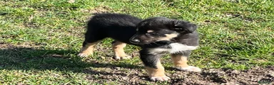 Border Collie Puppy 1