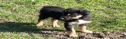 Border Collie honden te koop: Bordercollie pups - Advertentie 4