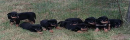Kruising honden te koop: 75%rottweiler/25%labrador pups in Hemelum - Advertentie 3