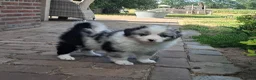 Kruising honden te koop: Shepherd puppy's  - Advertentie 17