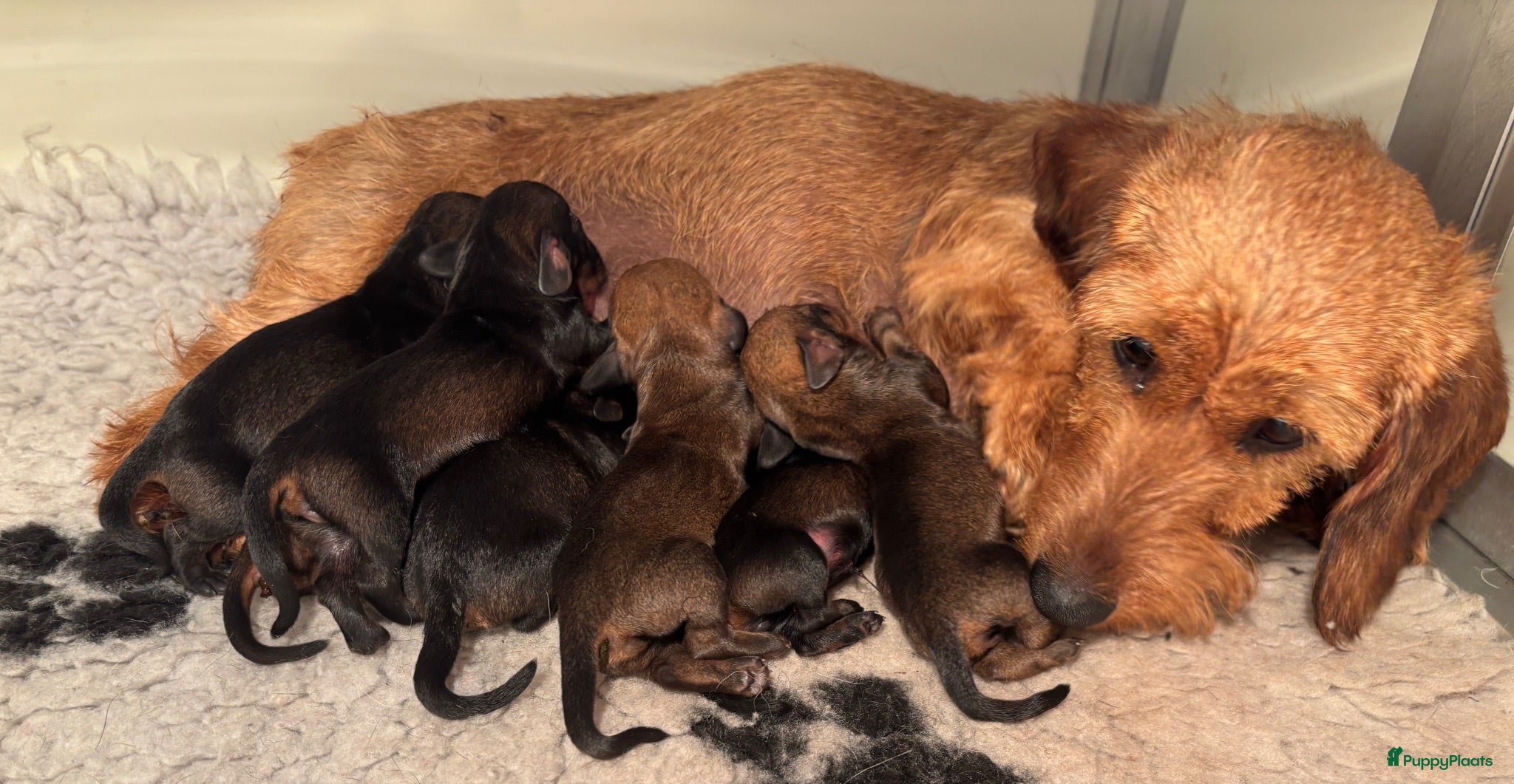 Ruwhaar Teckel honden te koop: Ruwhaar kaninchen/dwergteckels, rood en wildkleur  - Advertentie 1