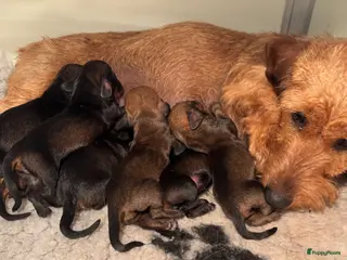 Ruwhaar Teckel honden te koop: Ruwhaar kaninchen/dwergteckels, rood en wildkleur - Advertentie 1