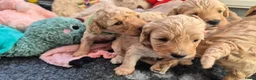 Cockapoo honden te koop: Kleine maat cockapoo pups - Advertentie 23