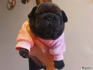 Franse Bulldog honden Prachtige Franse Bulldog pup met stamboom - Advertentie 3