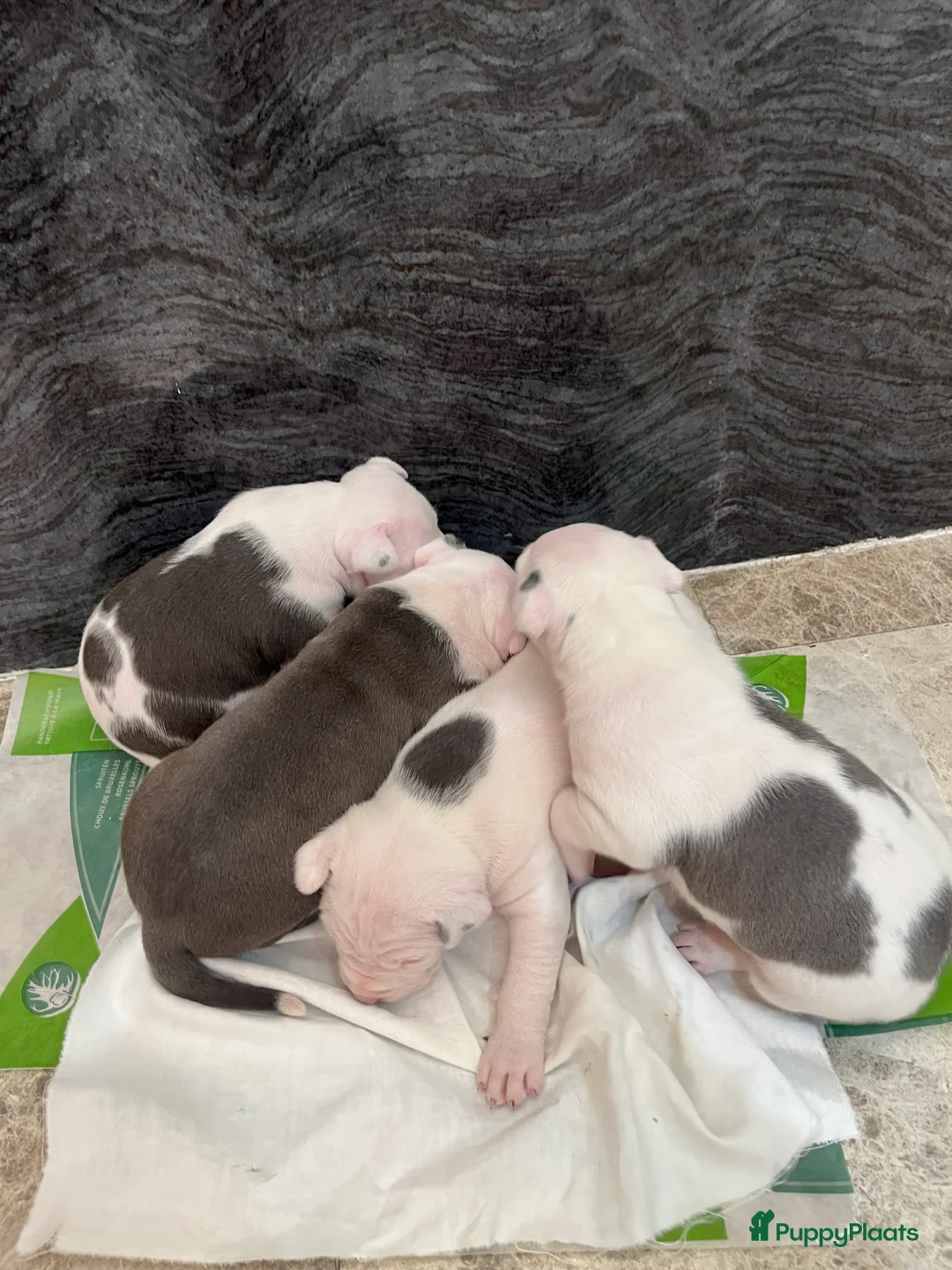 American Staffordshire Terriër honden te koop: Amerikaanse Stafford Pups - Advertentie 3