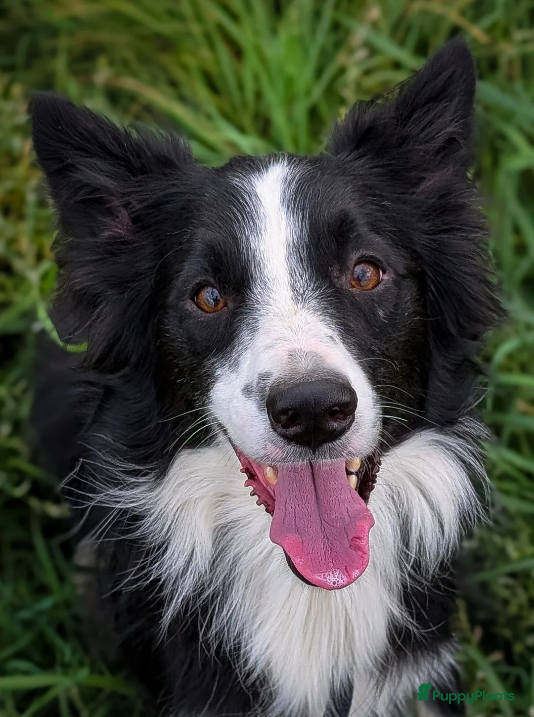 Border Collie honden ter adoptie: Herplaatsing: Bowie zoekt opnieuw een baasje  - Advertentie 1