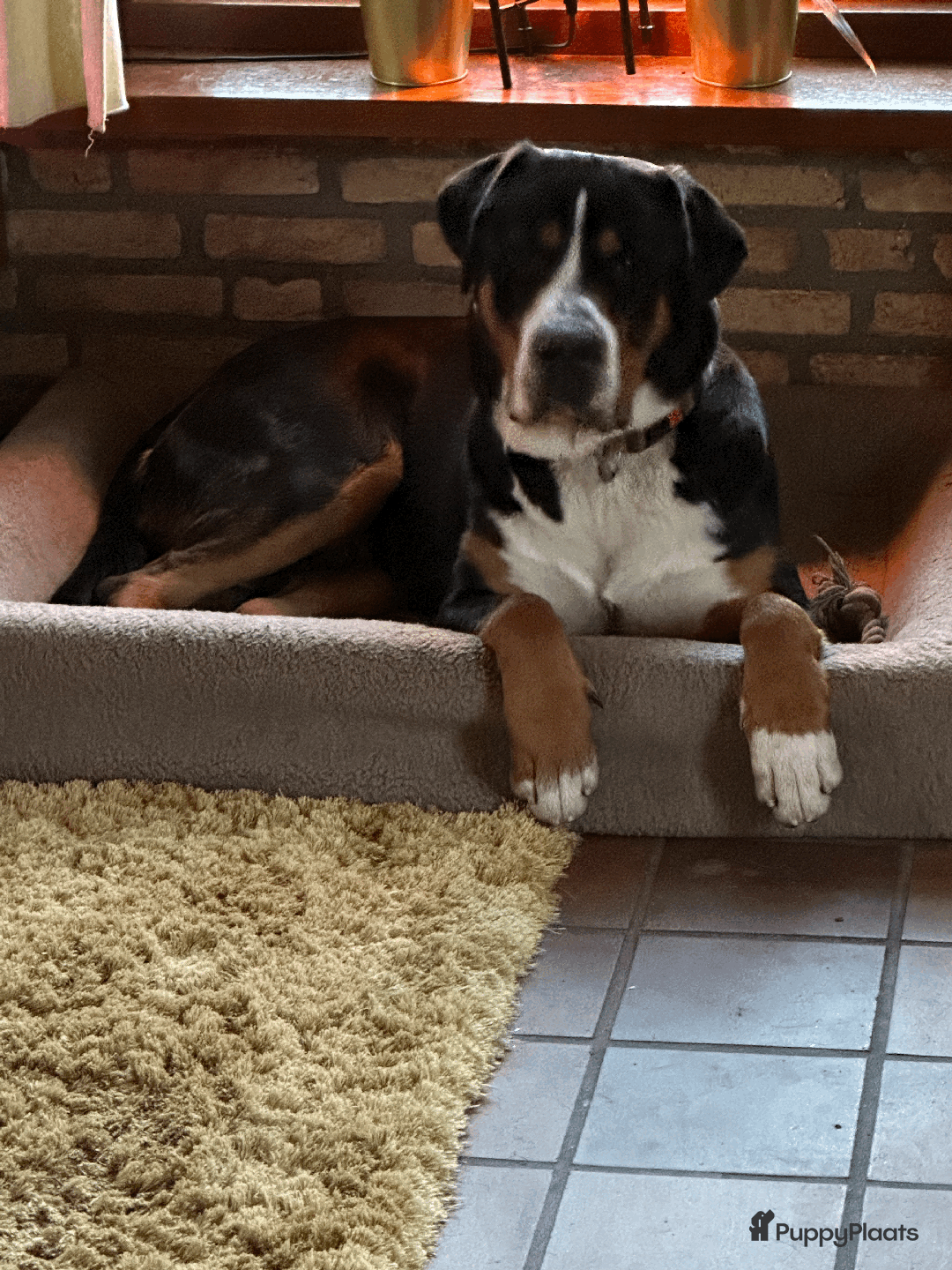 Grote Zwitserse Sennenhond honden te koop: Grote Zwitserse Sennen pups (27-11) - Advertentie 4