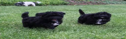 Kruising honden te koop: Lieve Maltipoo pups - Advertentie 5