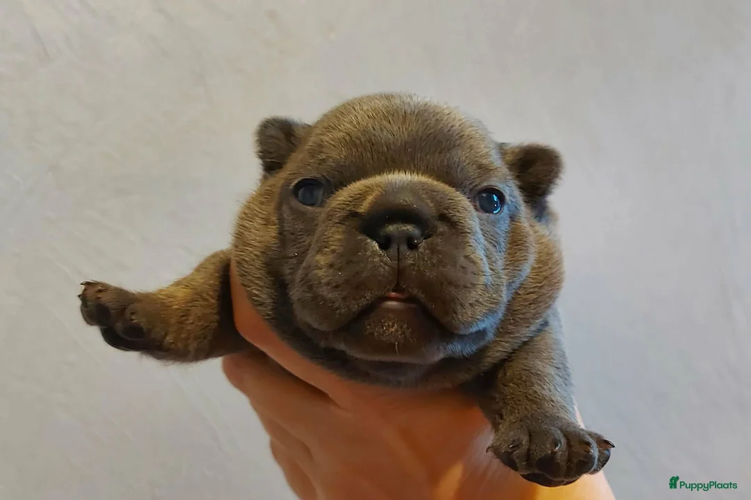 Franse Bulldog honden te koop: Prachtige Franse Bulldog pups met stamboom - Advertentie 3