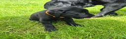 Labrador Retriever honden te koop: Labrador pups - Advertentie 3