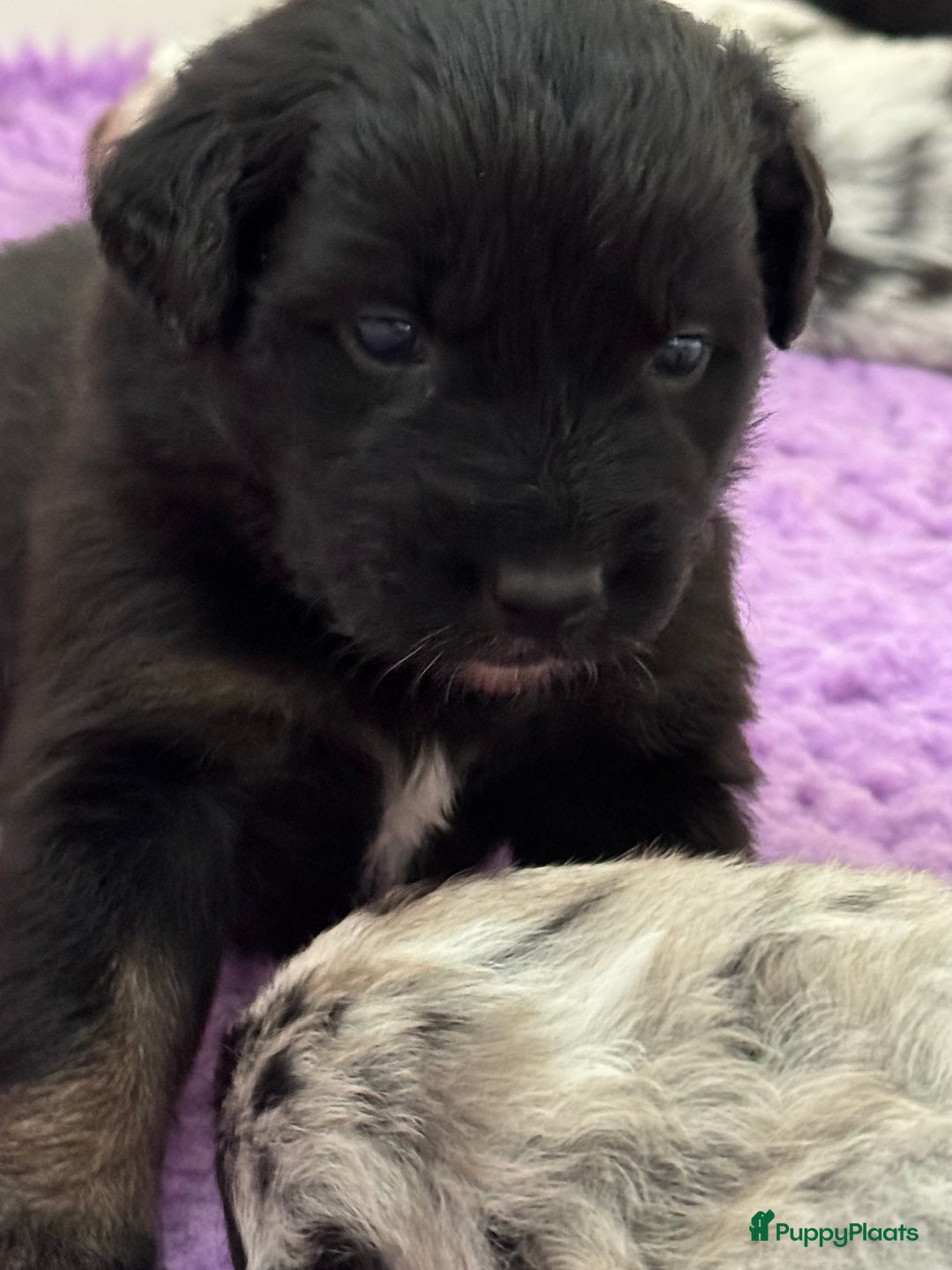 Australian Shepherd honden te koop: Prachtig en gezond nestje Australian Shepherds  - Advertentie 7