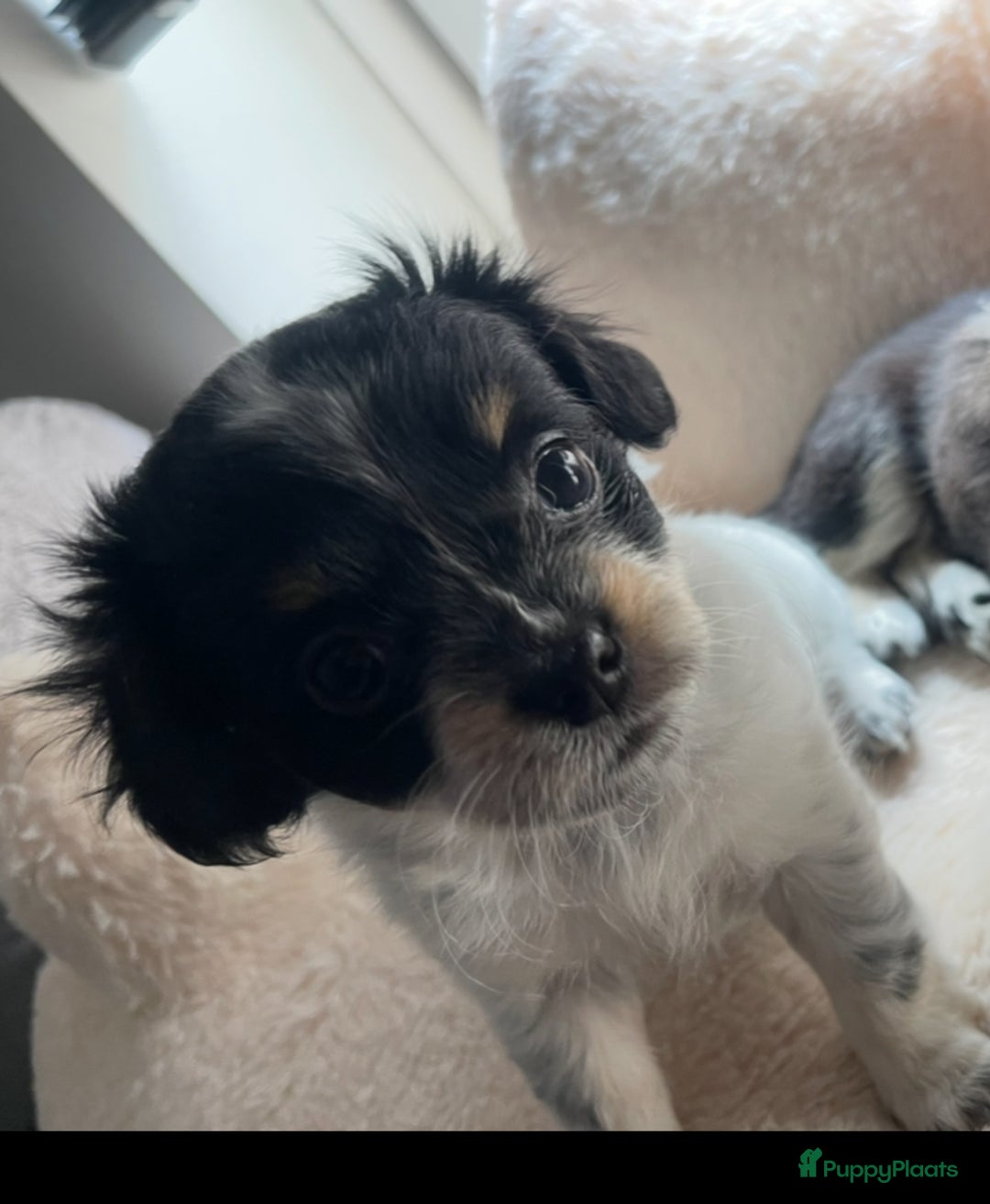 Kruising honden te koop: Chihuahua kruising pups - Advertentie 15