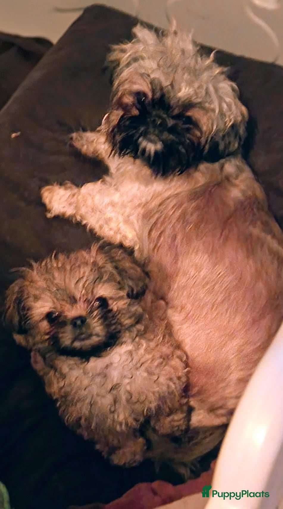 Kruising honden Shih tzu x Pekingees pupje - Advertentie 4