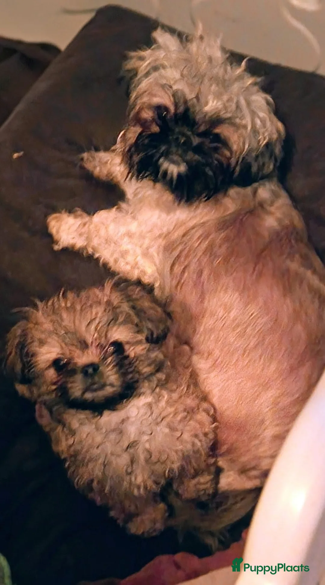 Kruising honden te koop: Shih tzu x Pekingees pupje - Advertentie 1