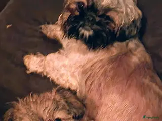 Kruising honden Shih tzu x Pekingees pupje - Advertentie 4