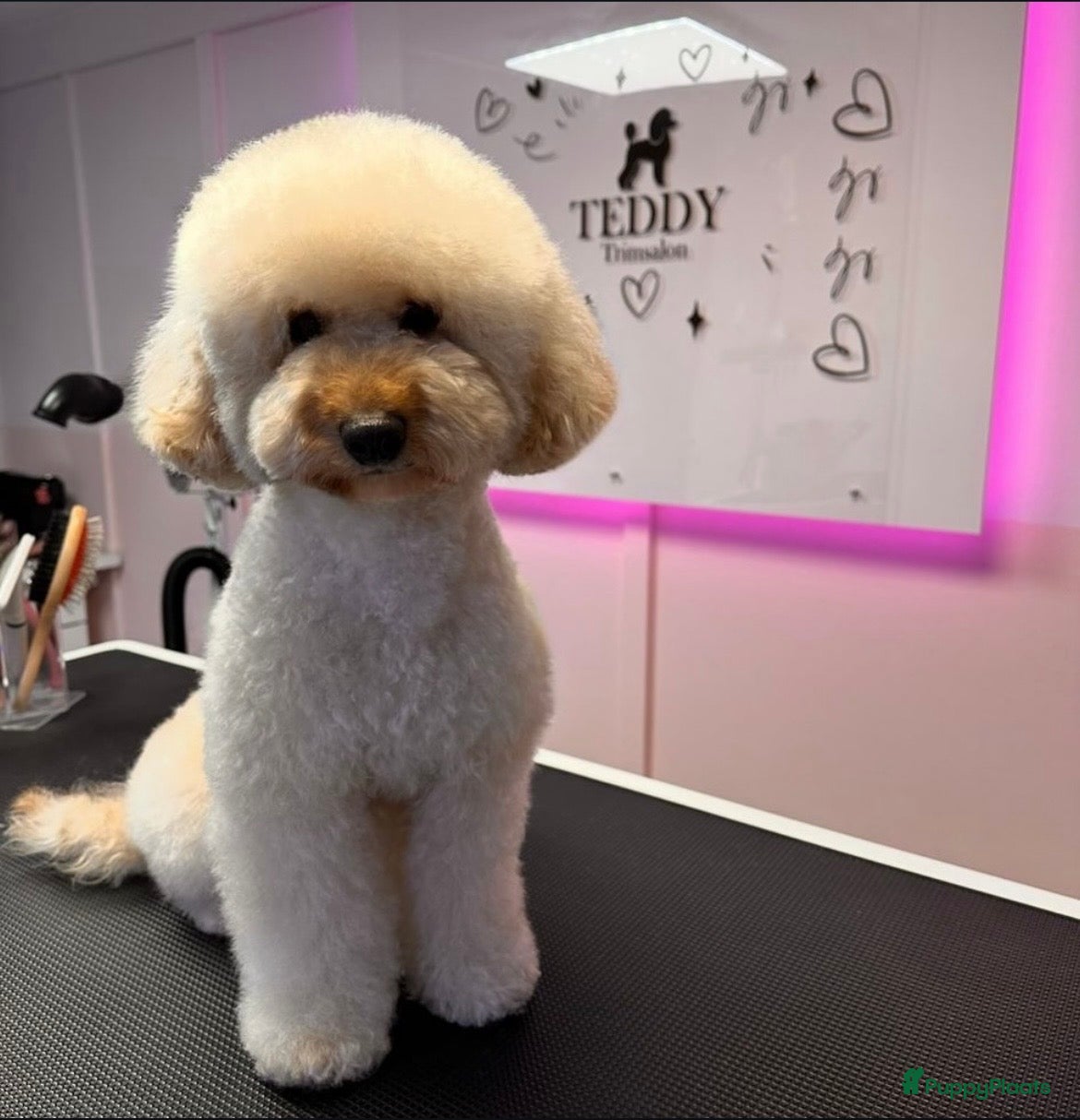 Teddy 