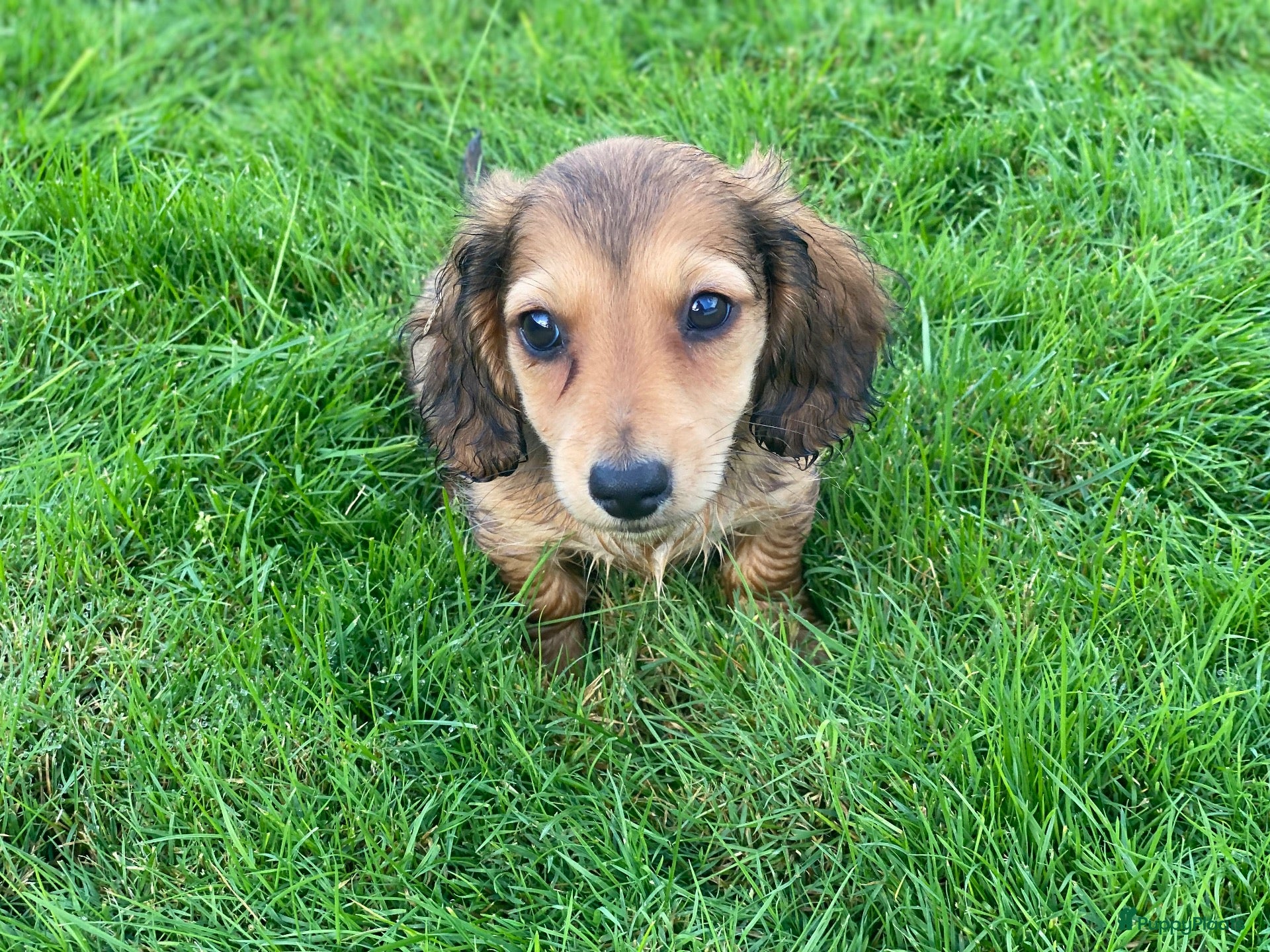 Teckel (langhaar) honden Langharige teckel pups - Advertentie 3