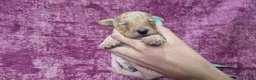 Cockapoo honden te koop: Cockapoo pupjes kleine maat - Advertentie 12