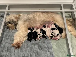 Tibetaanse Terriër honden Tibetaanse terrier pups - Advertentie 1