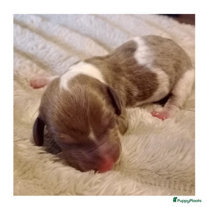 Teckel (korthaar)  honden Red Brindle x Piebald  - Advertentie 1