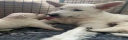 Zwitserse Witte Herdershond honden te koop: Zwitserse witte herder pups - Advertentie 22