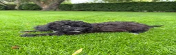 Kruising honden te koop: Boomer x Poedel (Boompoo) pups - Advertentie 24