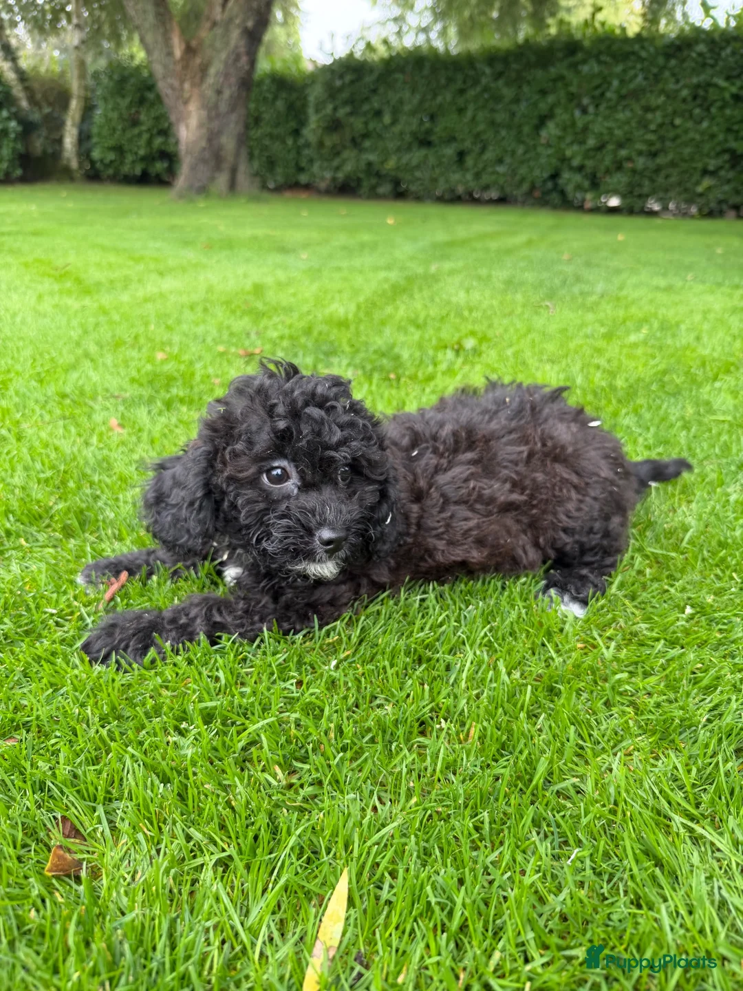 Kruising honden te koop: Boomer x Poedel (Boompoo) pups - Advertentie 24