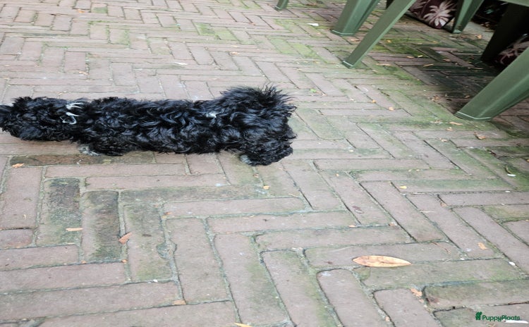 Boomer honden - Advertentie 8