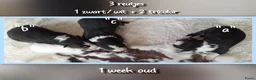 Border Collie honden te koop: Prachtige, raszuivere Border Collie puppy's - Advertentie 6