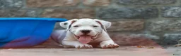 Dogo Argentino honden te koop: Dogo Argentino pups VDH/FCI-familiefokkerij - Advertentie 10
