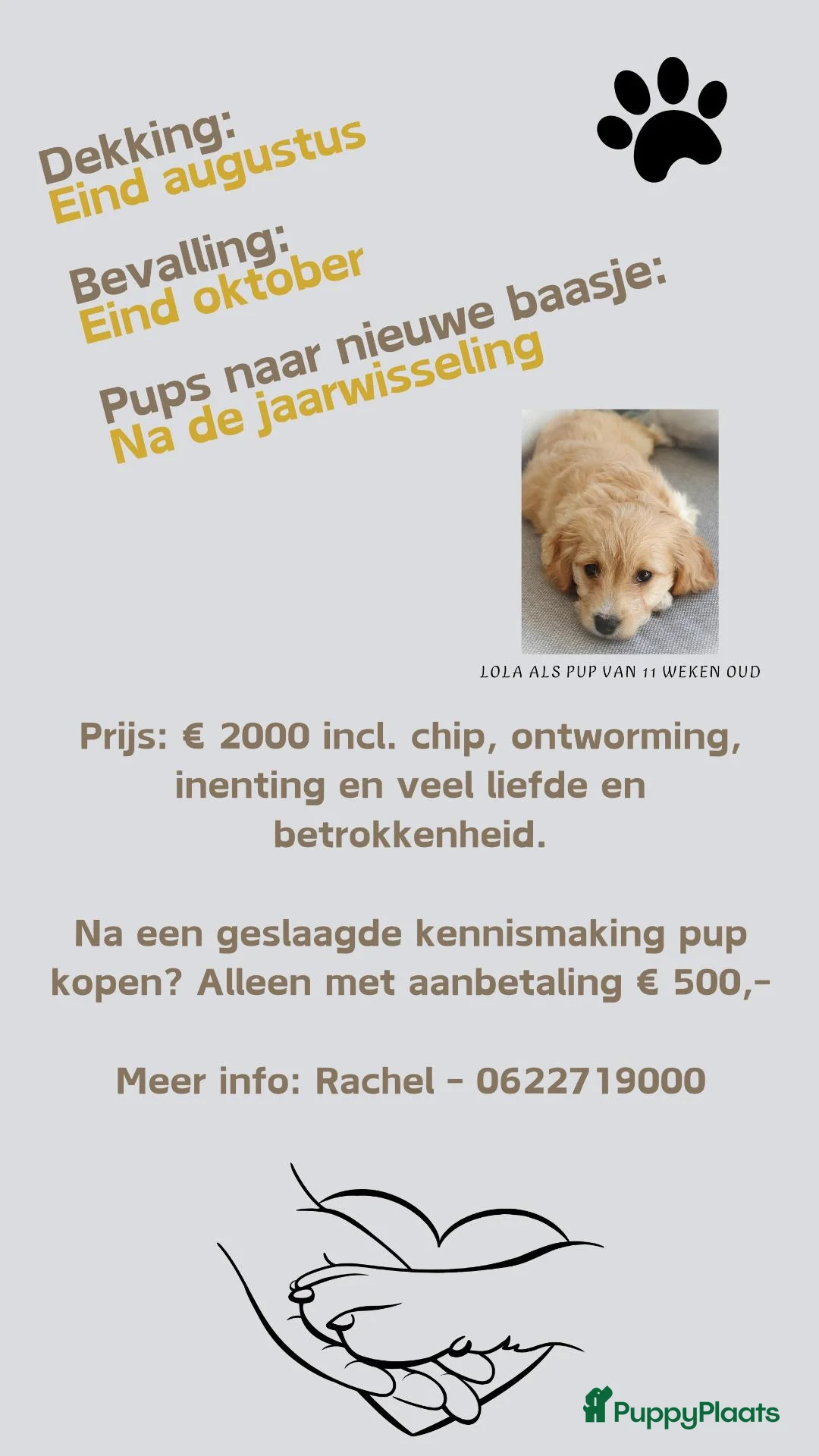 Kruising honden te koop: Cockapoo & Autralian Labradoodle krijgen pups! in Vught - Advertentie 6