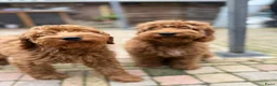 Kruising honden te koop: Rode Mini Australian/Labradoodles - Advertentie 4