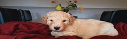 Kruising honden te koop: Labradoodle pups - Advertentie 24