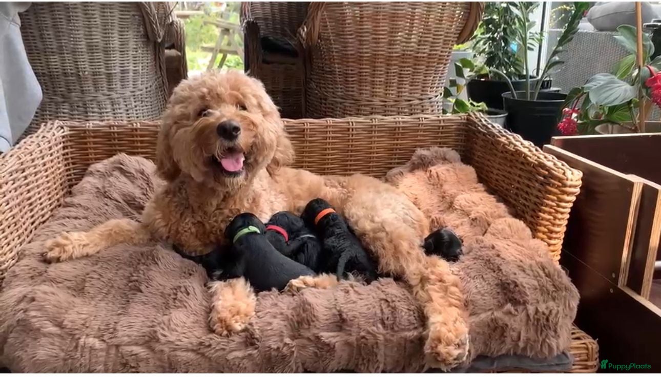 Goldendoodle honden Goldendoodle pups (België) - Advertentie 1