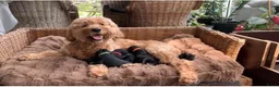 Goldendoodle honden te koop: Goldendoodle pups (België) - Advertentie 1