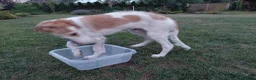 Barsoi honden te koop: Borzoi-teef uit FCI-kennel zoekt lief thuis  - Advertentie 15