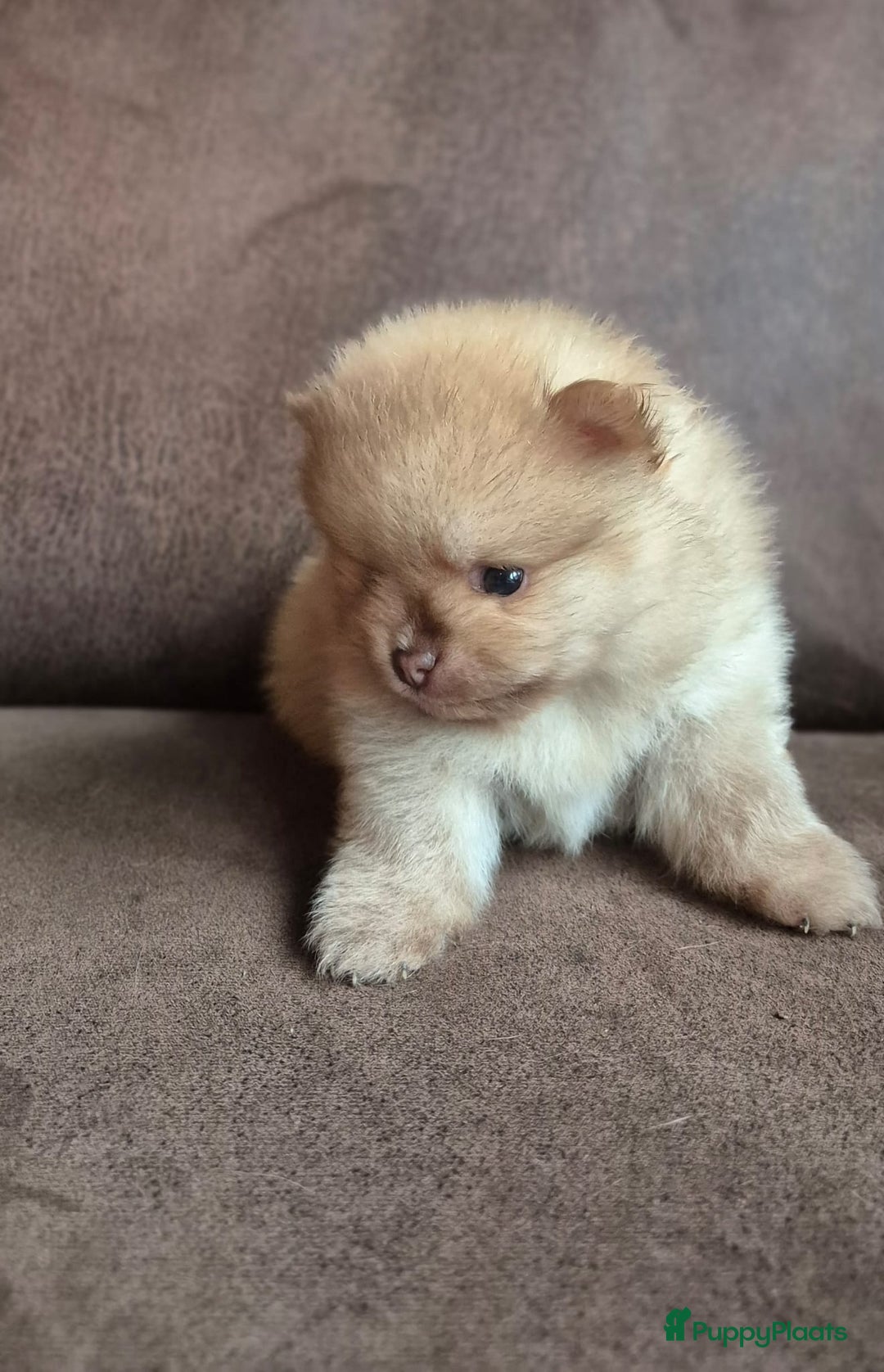 Pomchi honden te koop: Prachtige luxe pommeriaan pups - Advertentie 28