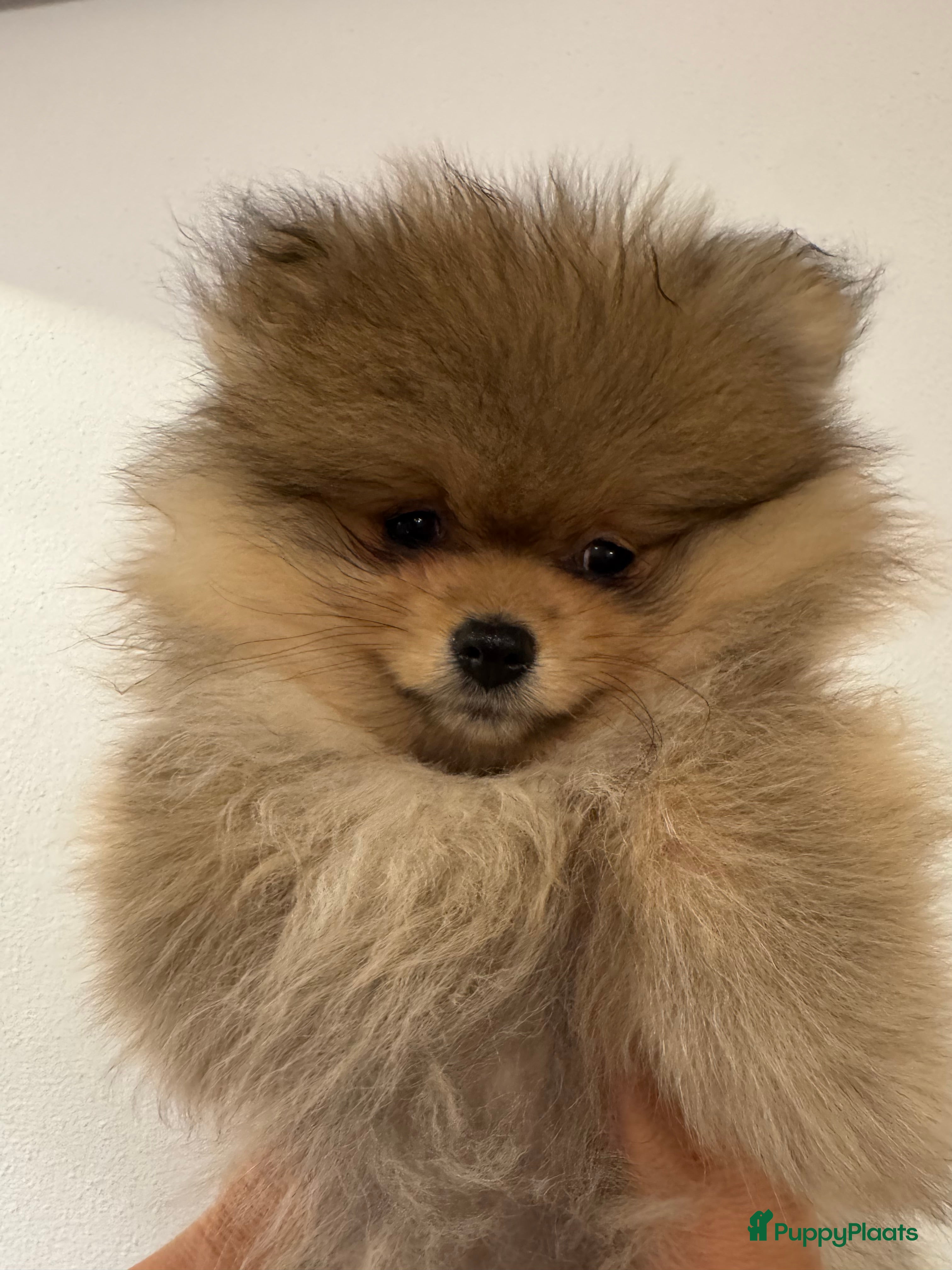 Pomeriaan honden 2 pomeriaan reutjes te koop - Advertentie 2