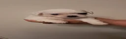 Kruising honden te koop: Mijn eerste nestje - Advertentie 7