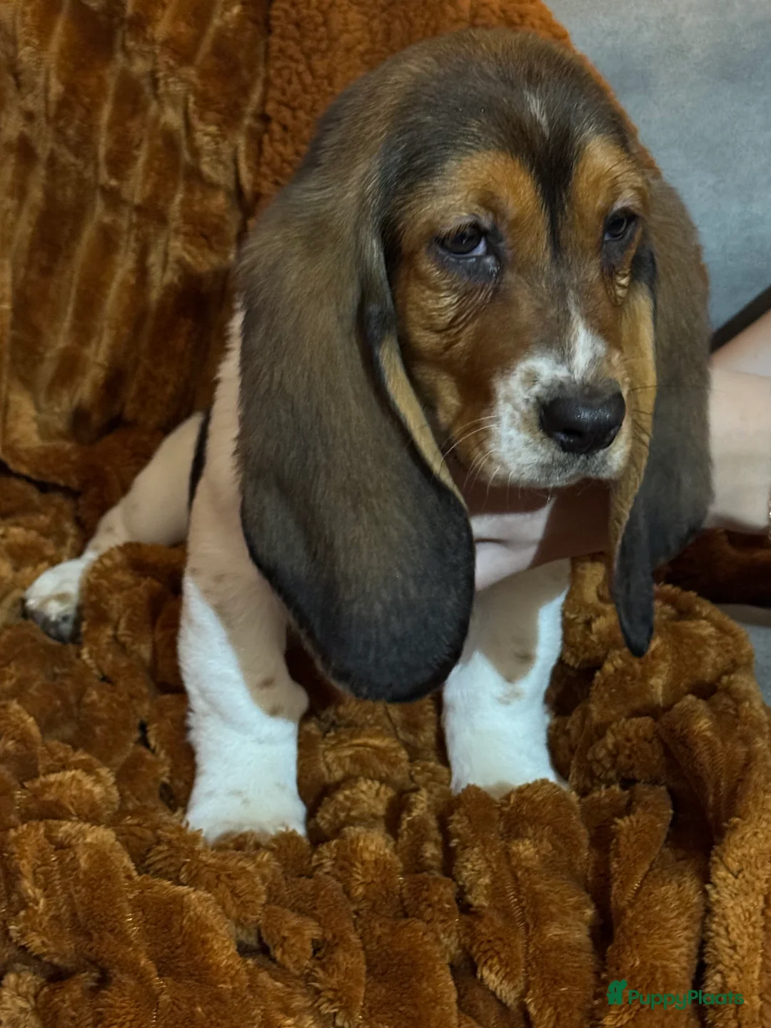 Basset Hound honden te koop: Basset hound pups - Advertentie 7