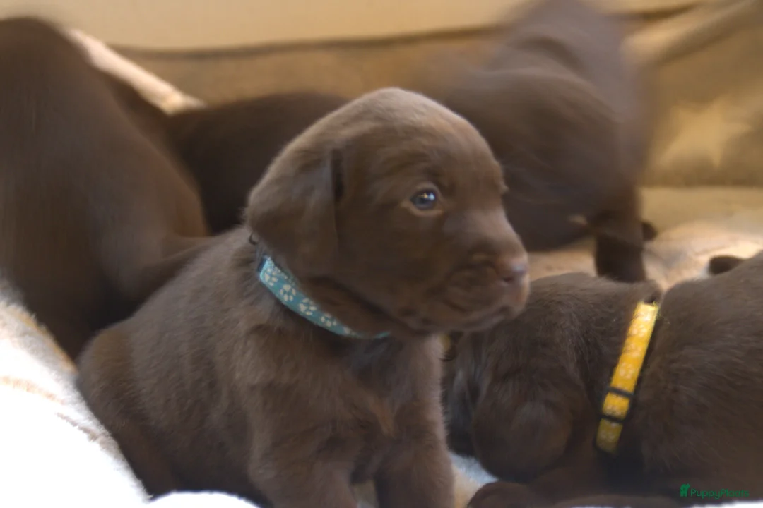 Labrador Retriever honden te koop: Prachtige chocoladebruine Labrador pups - Advertentie 7