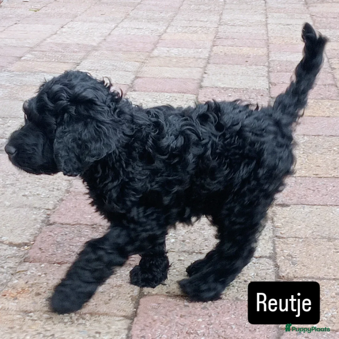 Labradoodle honden labradoodle pups, 11 week oud,mogen nest verlaten - Advertentie 17