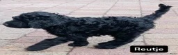 Labradoodle honden te koop: labradoodle pups, 11 week oud,mogen nest verlaten - Advertentie 1