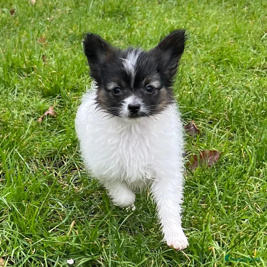 Vlinderhondje honden te koop: Papillon (vlinderhondjes) met FCI stamboom - Advertentie 2