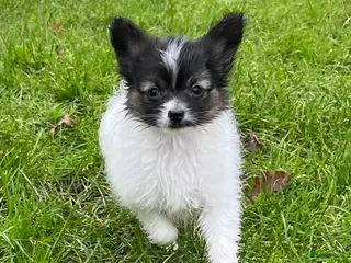 Vlinderhondje honden Papillon (vlinderhondjes) met FCI stamboom - Advertentie 10